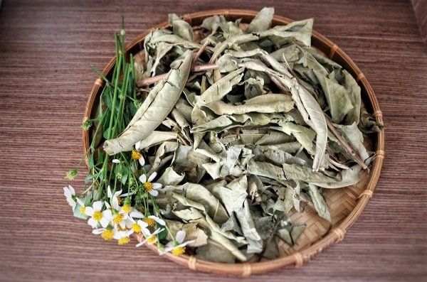 Lá vối 