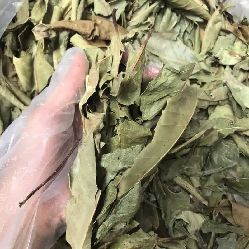  Nước Lá Vối: Thức Uống "Quốc Dân" và Bài Thuốc Quý Cho Người Bệnh Gout, Mỡ Máu